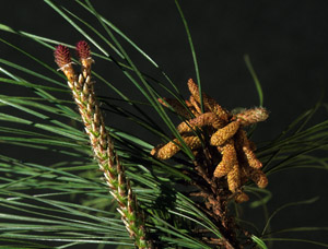 Loblolly pine reproductive structures